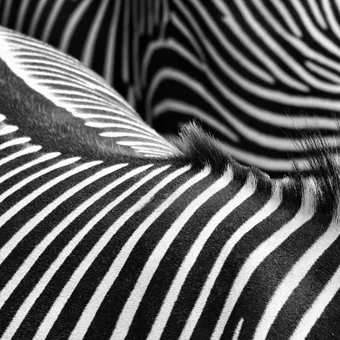 Close-up of zebra stripes